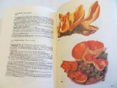 Knyga Kišeninė grybautojų knyga. Vokiškai. 1987 - nuotraukos Nr. 22
