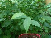 Asimina Triloba - Triskiaut Azimina