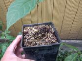 Asimina Triloba - Triskiaut Azimina - nuotraukos Nr. 2