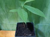 Asimina Triloba - Triskiaut Azimina - nuotraukos Nr. 3
