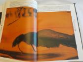 Knyga Heliadų ašaros. Albumas. Apie gintarą. 1991 - nuotraukos Nr. 14