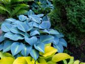 Parduodu melsves (hosta) ir pavėsio augalus