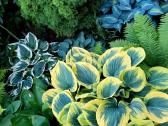 Parduodu melsves (hosta) ir pavėsio augalus - nuotraukos Nr. 11