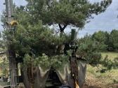 Aplinkos sklypu tvarkymas medžių pjovimas šakų išv - nuotraukos Nr. 21