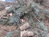 Aplinkos sklypu tvarkymas medžių pjovimas šakų išv - nuotraukos Nr. 29