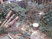Aplinkos sklypu tvarkymas medžių pjovimas šakų išv - nuotraukos Nr. 28