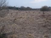 Aplinkos sklypu tvarkymas medžių pjovimas šakų išv - nuotraukos Nr. 33