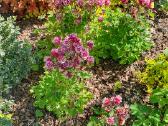 Melsve,rudbekija, silinge,ramune,vilkdalgiai - nuotraukos Nr. 19