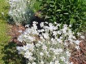 Melsve,rudbekija, silinge,ramune,vilkdalgiai - nuotraukos Nr. 22