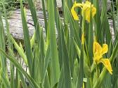 Iris vilkdalgis geltonas