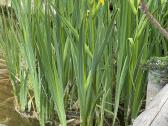 Iris vilkdalgis geltonas - nuotraukos Nr. 2