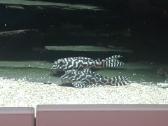 L šamai, pleco, žuvys, žuvytės - nuotraukos Nr. 3