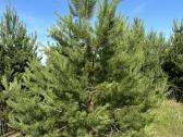 Parduodamos pušys su persodinimo paslauga - nuotraukos Nr. 2