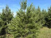Parduodamos pušys su persodinimo paslauga - nuotraukos Nr. 11