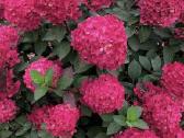 Hortenzijos, Pušys, Tujos,magnolijos, Kiti Augalai - nuotraukos Nr. 3
