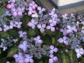 Hortenzijos, Pušys, Tujos,magnolijos, Kiti Augalai - nuotraukos Nr. 6