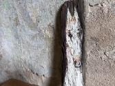 Žirgas, paveikslas ant medžio 44x10 - nuotraukos Nr. 2