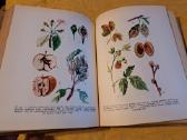 Augalų apsaugos darbuotojo žinynas - nuotraukos Nr. 5