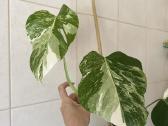 Monstera alba