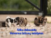 Havanos bišonas su kilmės dokumentais - nuotraukos Nr. 19