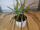 Dracena