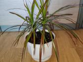 Dracena - nuotraukos Nr. 2