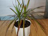 Dracena - nuotraukos Nr. 3