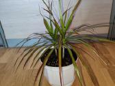 Dracena - nuotraukos Nr. 4