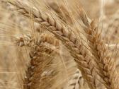 MB "Ryto Agro" – Patikimas Grūdų Supirkimas - nuotraukos Nr. 3