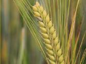 MB "Ryto Agro" – Patikimas Grūdų Supirkimas - nuotraukos Nr. 2