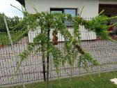 Kotinis Svyrantis maumedis, Raugerškis, Kadagys - nuotraukos Nr. 5