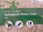 Kiminai sphagnum moss (100g/1kg) - nuotraukos Nr. 4
