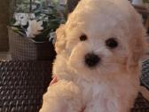 Kilmingi garbanotieji bišonai/ bichon frise - nuotraukos Nr. 20