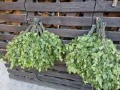 Parduodamos vantos (beržas, ąžuolas) - nuotraukos Nr. 4