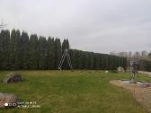 Gyvatvorių karpymas ir koregavimas - nuotraukos Nr. 31