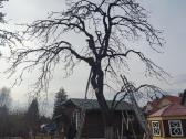 Gyvatvorių karpymas ir koregavimas - nuotraukos Nr. 32