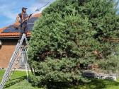 Gyvatvorių karpymas ir koregavimas - nuotraukos Nr. 35
