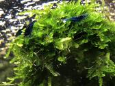 Mėlynos krevetės. Neocaridina Blue Dream - nuotraukos Nr. 3