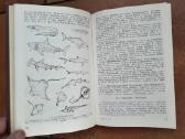 A. Mačionis "Stuburinių zoologija" 1989 metai - nuotraukos Nr. 3