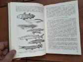 A. Mačionis "Stuburinių zoologija" 1989 metai - nuotraukos Nr. 4