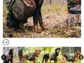 Laika firmos krepsiai suniui/augintiniui - nuotraukos Nr. 2