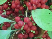 Sodas Jonavos r. Parduodu arba keičiu į 1k. butą. - nuotraukos Nr. 13