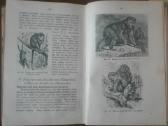 562. Zoologijos Vadovėlis Antikvarinė-kolekcinė - nuotraukos Nr. 4
