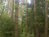 Ant Vyžuonos upės kranto, 7,56ha sklypas - nuotraukos Nr. 10
