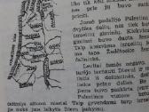 Šventoji Istorija .Senasis Įstatymas 1948 m. - nuotraukos Nr. 14