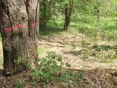 Perkame miškų ir žemės ūkio paskirties sklypus - nuotraukos Nr. 4
