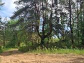Perkame miškų ir žemės ūkio paskirties sklypus - nuotraukos Nr. 7