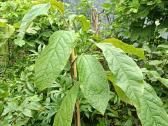 Asimina Triloba - Triskiaut Azimina