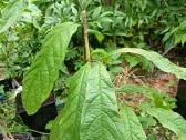 Asimina Triloba - Triskiaut Azimina - nuotraukos Nr. 2