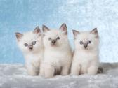 Ragdoll katinėliai - nuotraukos Nr. 2